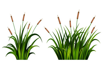 Grass reed vector illustration isolated on white background. Tall bulrush on swamp and lake. River bank wild green shrubs and thicket. Coastal summer nature with aquatic plants
