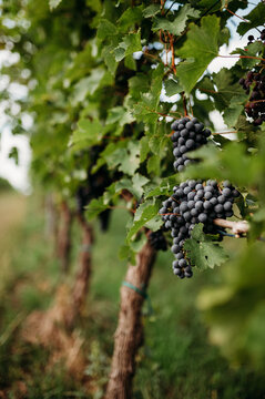A cluster of a riping red wine 6