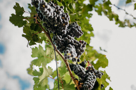 A cluster of ripe red wine 3