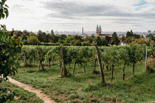 A landscape of a vineyard with city in the back