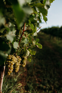 A close up of riping white wine in a vineyard 1