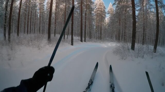 First-Person View on a Snowy Cross Country Skiing Trail through Pine Forest, Smooth Forward Camera Glide