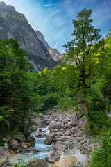 Alpine forest landscape with mountain stream and rocky cliffs in the Bavarian Alps