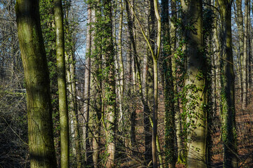 Overgrown trees with ivy and sun shining bright on them in the forest