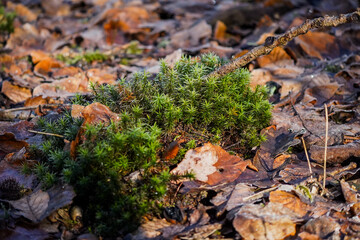 Fresh green moss in woodland, detailed texture of Polytrichum commune, natural background.
