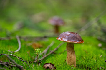 Mushrooms in a European forest
