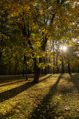 Naklejka premium tall maple trees in sunny weather in the autumn 