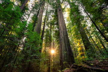 Obraz premium Sunset through the Redwoods, Rockefeller Loop, Redwood National and State Parks