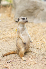 A curious meerkat standing upright on its hind legs while looking around alertly in the wild. Perfect for illustrating African wildlife, animal behavior, and natural habitats