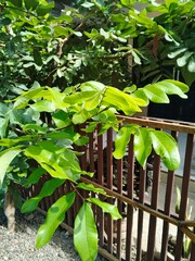 banana longan leaf plant