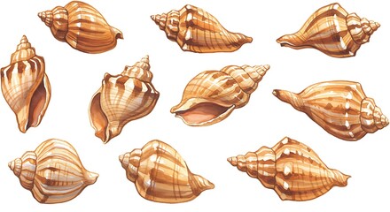 Watercolor illustration of various seashells isolated on white background