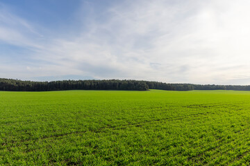 Obraz premium wheat grass resistant to cold weather planted in autumn for wintering and early grain harvest, a field with green wheat sprouts in the autumn season for early grain harvest