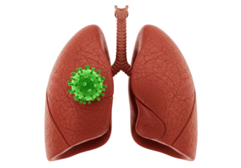 Isolated human lungs infected with a green virus particle representing a respiratory illness viral infection medical concept anatomy disease health pandemic