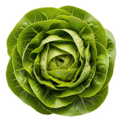 Fototapeta premium Fresh Green Butterhead Lettuce Head Vegetable Salad Ingredient