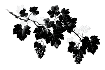 Black and white grape vine with leaves and grape cluster illustration isolated on transparent background, elegant botanical floral design element

