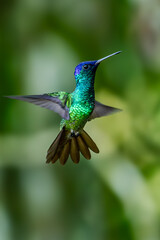 Fototapeta premium Sparkling violetear (Colibri coruscans) Ecuador