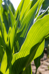 Obraz premium growing green corn in the middle of summer in sunny weather, tall green corn in a monoculture field in the summer, used for feeding in animal husbandry, close up