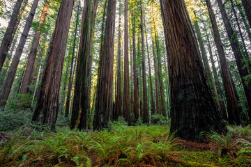 Obraz premium Light Illuminates the Redwoods, Rockefeller Loop, Redwood National and State Parks