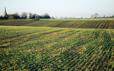 Agricultural field with newly planted crop in drilled rows. Wheat stubble showing after recent harvest. Village church on horizon. North Bedfordshire 1998 UK