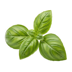 Fresh Green Basil Leaves Isolated On Transparent Background For Food Design. Aromatic Culinary Herb Used As Ingredient In Mediterranean Cuisine