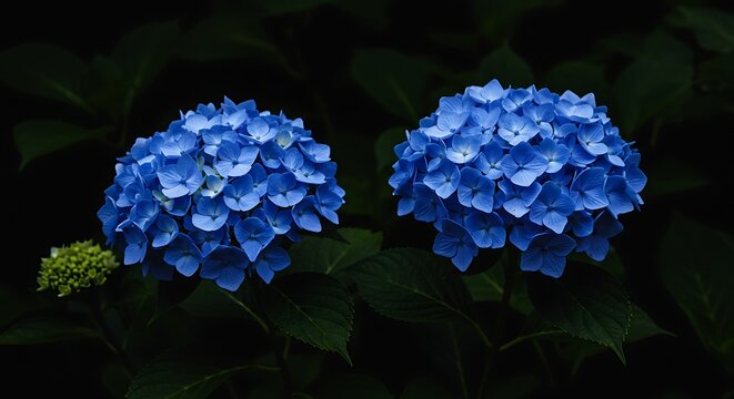 Vibrant blue hydrangea flowers blooming against a dark backdrop botanical detail - Powered by Adobe