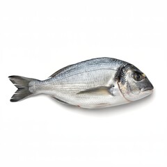 Obraz premium Whole Sea Bream Fish on White Background