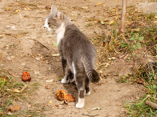 Stray Gray and White Cat on Dirt Ground