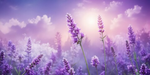 Naklejka premium Soft purple abstract background with blooming lavender flowers and bokeh circles in various sizes