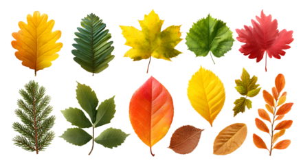 Set of autumn and green leaves isolated on transparent background, colorful foliage collection for nature, botanical and seasonal design template

