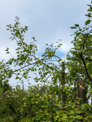 Tree Pruning Against Blue Sky in Summer Garden