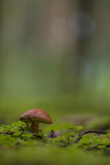Naturaufnahme eiens Speisepilzes, des Maronenröhlings im Wald, mit Moosflächen.