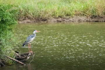 Grey heron in riverside scene
