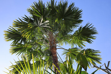 Fototapeta premium Palm tree with green leaves is in the foreground of a blue sky