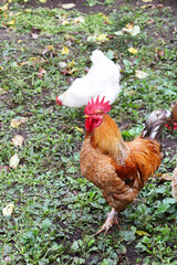 Colorful rooster with bright orange plumage walking on rural farm. Countryside lifestyle, organic farming, poultry breeding and traditional agriculture concept.