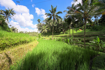 Lush green field with a few trees in the background