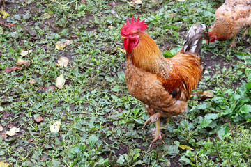 Colorful rooster with bright orange plumage walking on rural farm. Countryside lifestyle, organic farming, poultry breeding and traditional agriculture concept.