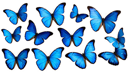Beautiful set of blue butterflies flying and resting, an abstract collection of colorful spring insect wings isolated on white