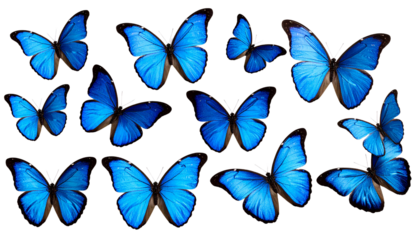 Beautiful set of blue butterflies flying and resting, an abstract collection of colorful spring insect wings isolated on white