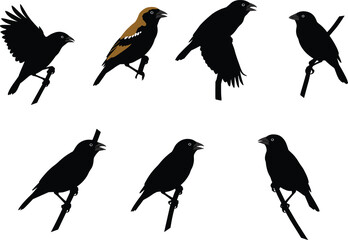 Vector illustration of blackbird silhouettes and colorful perched bird in various poses, flying and sitting on branches for wildlife design artwork