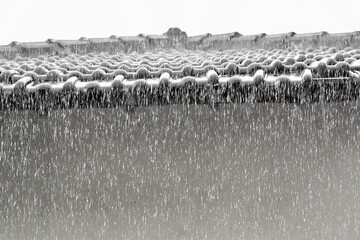 heavy rain hit the roof tiles of the house