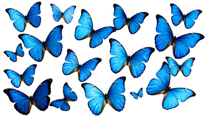 Beautiful set of blue butterflies flying and resting, an abstract collection of colorful spring insect wings isolated on white