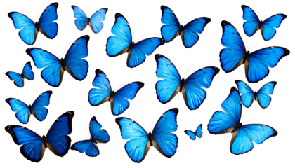 Beautiful set of blue butterflies flying and resting, an abstract collection of colorful spring insect wings isolated on white