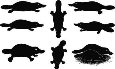 Vector illustration of platypus silhouettes in different poses, unique Australian monotreme animal design for wildlife, nature, biology, and educational artwork
