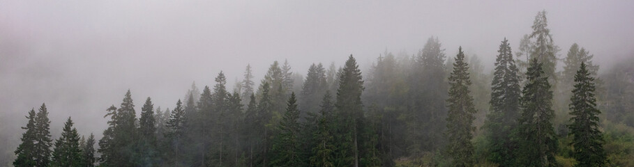 Fototapeta premium Foggy mountain forest with layered evergreen silhouettes