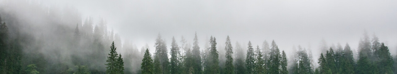 Foggy mountain forest with layered evergreen silhouettes © Franziska Brueckmann