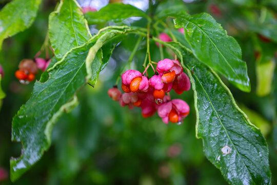 Rich pink fruits with bright orange seeds of a spindle tree hang among the glossy green leaves after the rain. The close-up emphasizes the vivid colors and water droplets, conveying the dampness of an