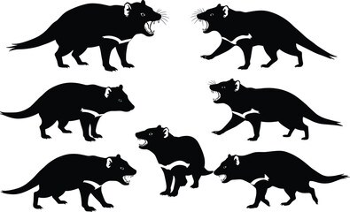 Vector illustration of Tasmanian devil silhouettes in multiple aggressive and standing poses, wild marsupial predator animal design for nature artwork collection
