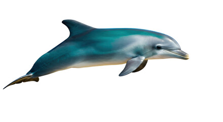 Bottlenose dolphin PNG isolated on transparent background, marine mammal with sleek blue and gray skin for wildlife and ocean themes © Adrian