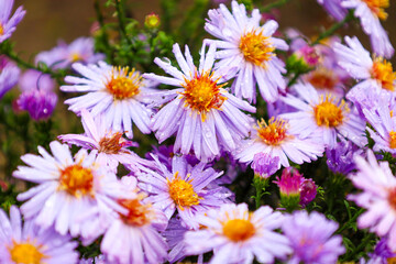 Fototapeta premium A close-up of a cluster of perennial asters in a light purple color with bright yellow centers, covered in water droplets. The delicate, thin petals and vibrant color create an atmosphere of autumn fr