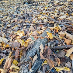 Autumn forest floor covered with dry leaves, twigs, and bark. Natural textures and earthy tones create a seasonal woodland atmosphere, perfect for ecological and nature themes.